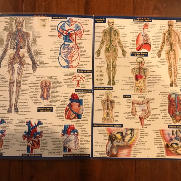 ANATOMY AND ANATOMY TERMINOLOGY QUICKSTUDY LAMINATED REFERENCE GUIDE - Picture 4 of 9